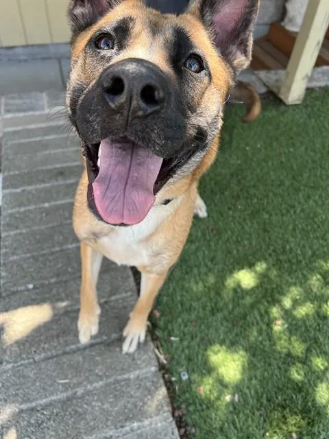 A young medium-sized female Shepherd dog named Elsa for adoption in Phoenix, OR