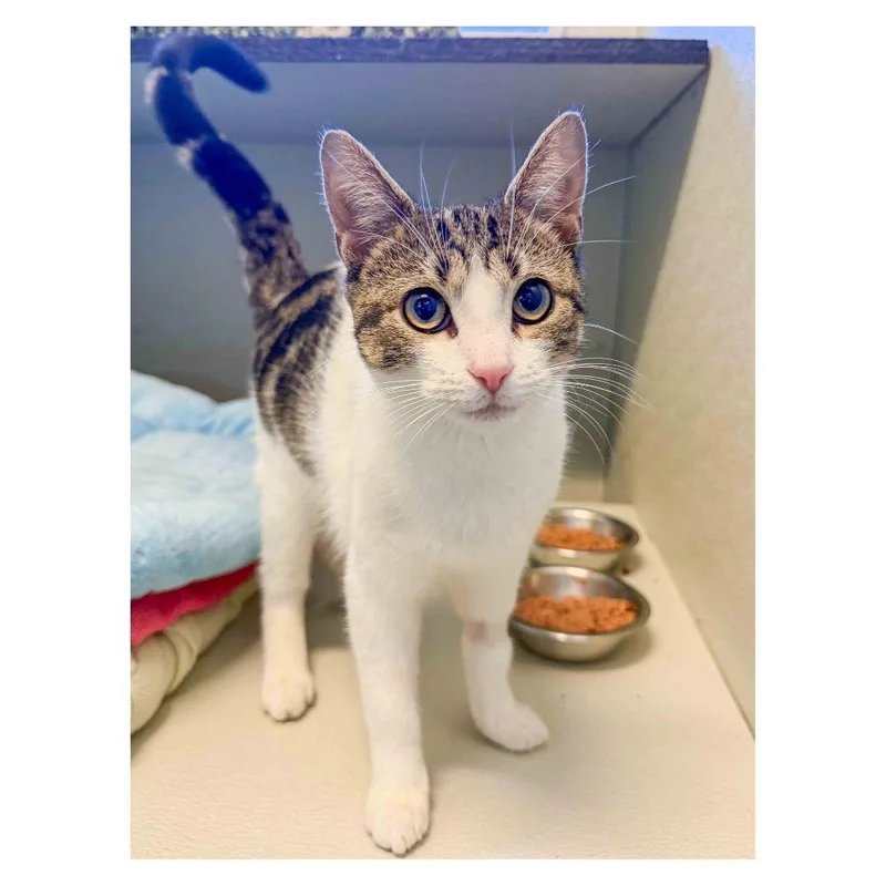 A baby medium-sized female Domestic Short Hair cat named Kylie for adoption in Stamford, CT