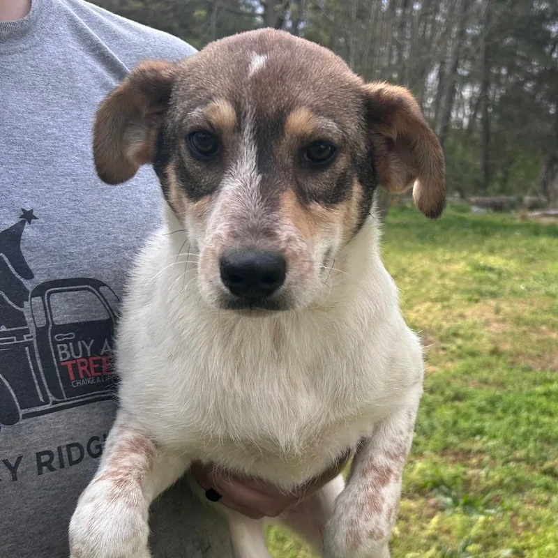 A baby medium-sized female White / Cream Australian Cattle Dog / Blue Heeler dog named Peaches for adoption in Rossville, GA