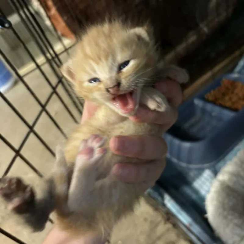 A baby small-sized male Orange / Red Domestic Short Hair cat named Snickerdoodle for adoption in Stephenville, TX