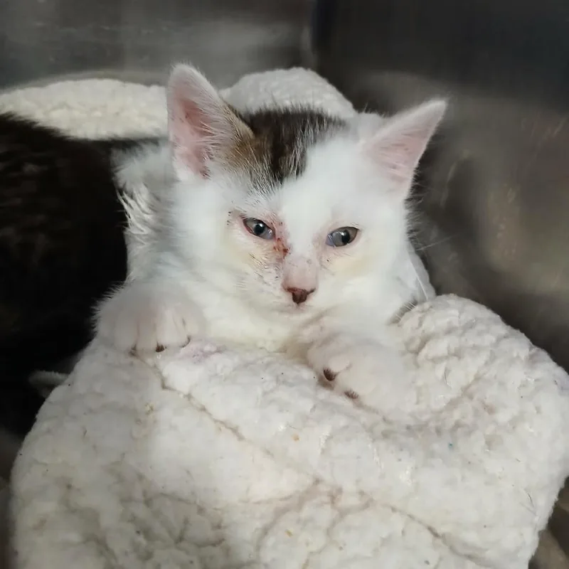 A baby small-sized male White Domestic Short Hair cat named Yoshi for adoption in New York, NY