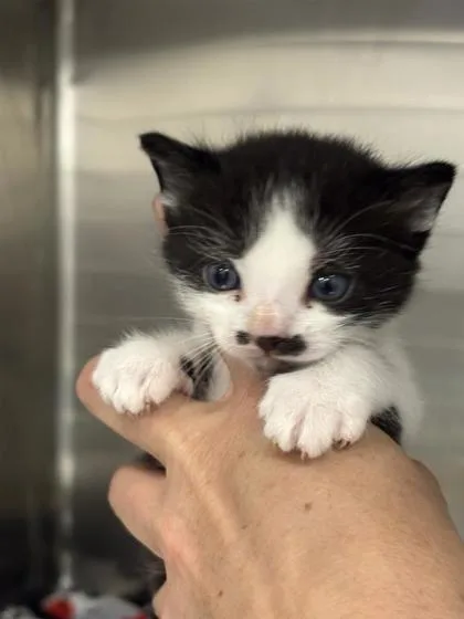 A baby small-sized male Domestic Short Hair cat named Bubble for adoption in West Chester, PA