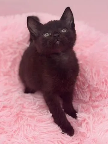 A baby medium-sized male Black Domestic Short Hair cat named Diglett for adoption in Covington, LA