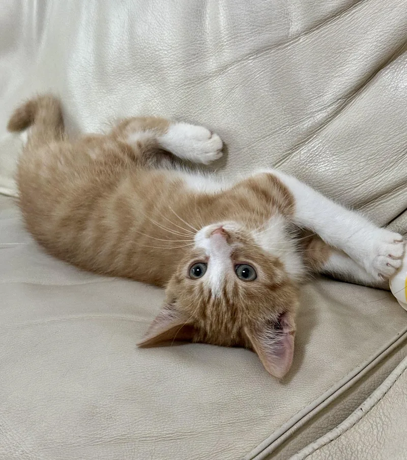 A baby medium-sized male Black Domestic Short Hair cat named Purrfect Brody And Hogan for adoption in Burlington, NC