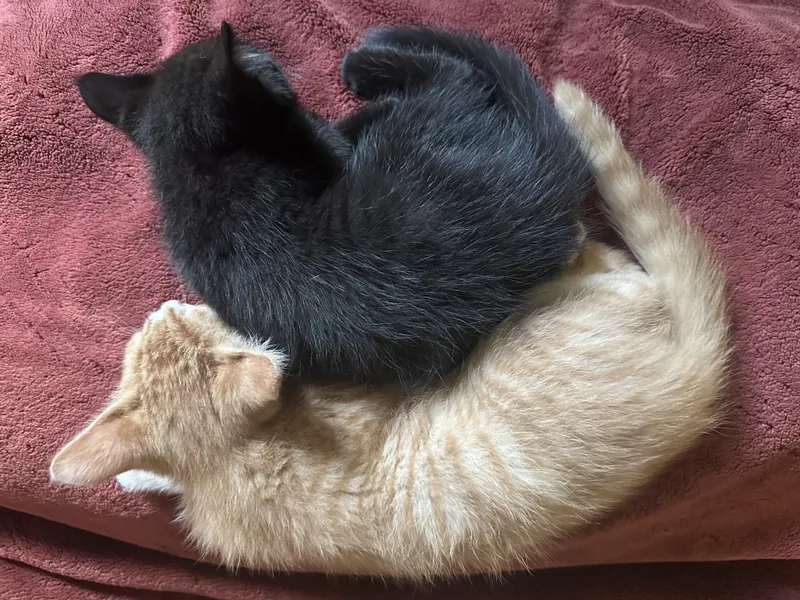 Purrfect Brody And Hogan thumbnail 2