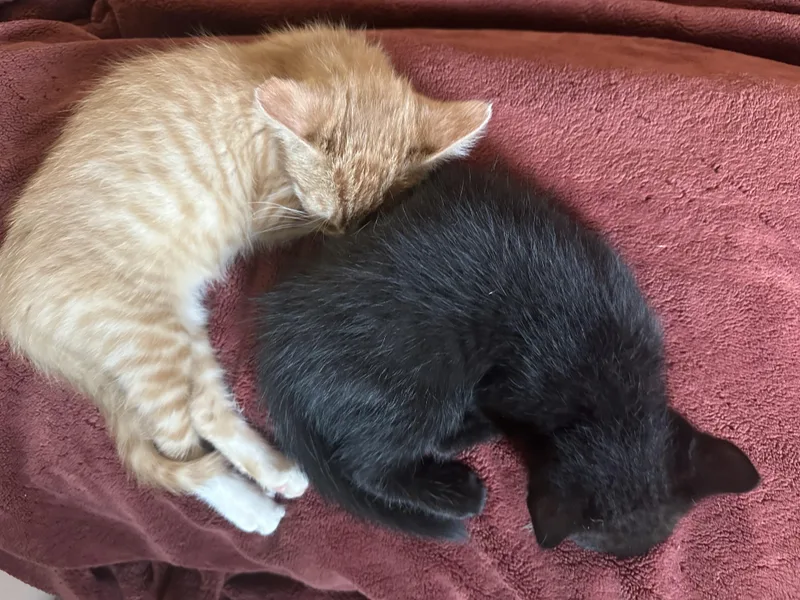 Purrfect Brody And Hogan thumbnail 3