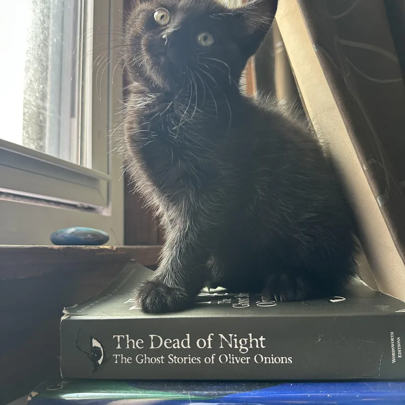 Purrfect Brody And Hogan thumbnail 4