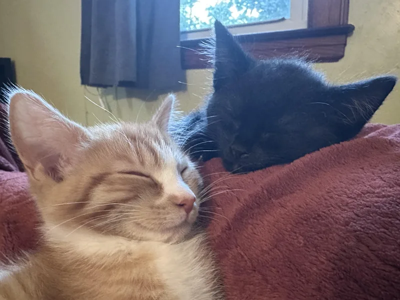 Purrfect Brody And Hogan thumbnail 5