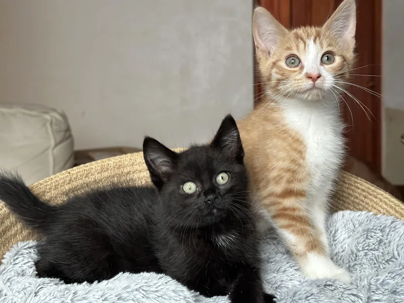 Purrfect Brody And Hogan thumbnail 6
