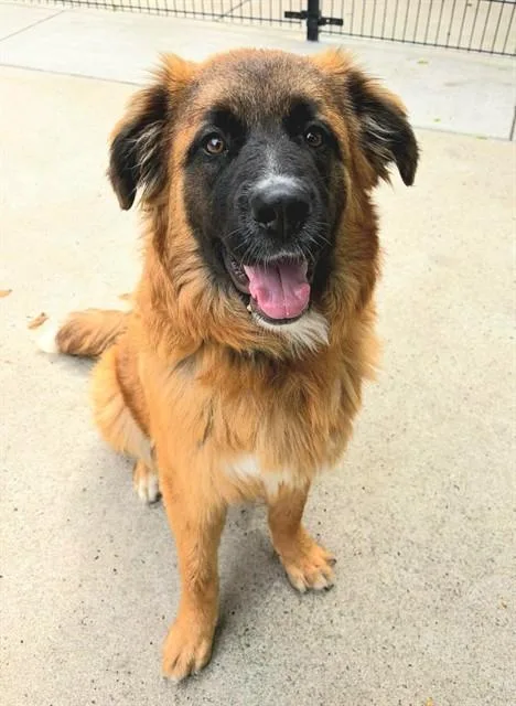 A young large-sized female Leonberger dog named Heidi for adoption in Sacramento, CA