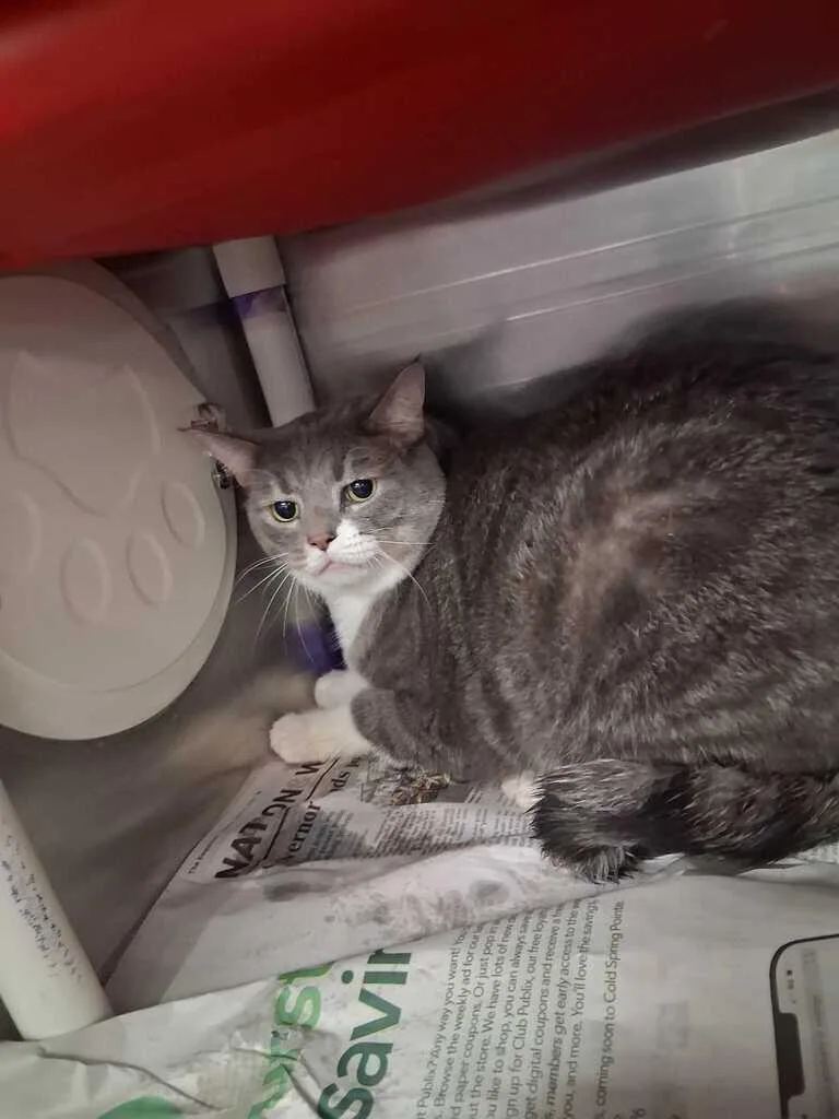 An adult large-sized male Domestic Short Hair cat named Unit for adoption in Cincinnati, OH