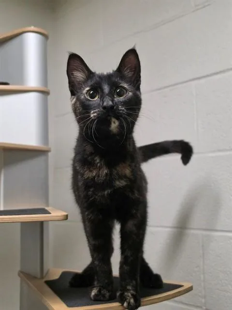 A baby small-sized female Domestic Short Hair cat named Bungi for adoption in Saint Peters, MO