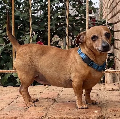 Cooper