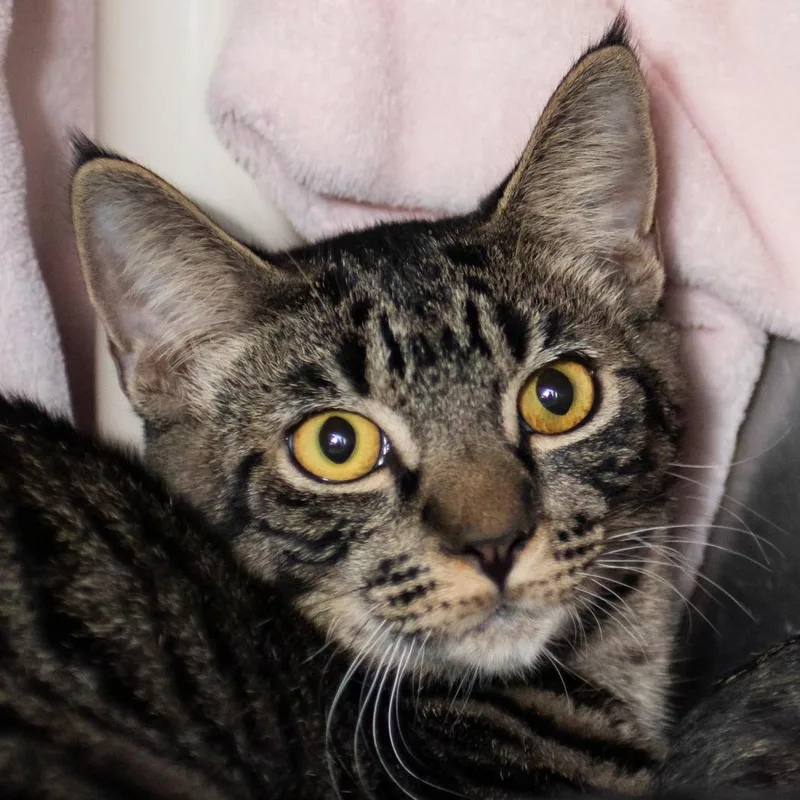 A young medium-sized male Brown / Chocolate Domestic Short Hair cat named Neil for adoption in Middletown, RI