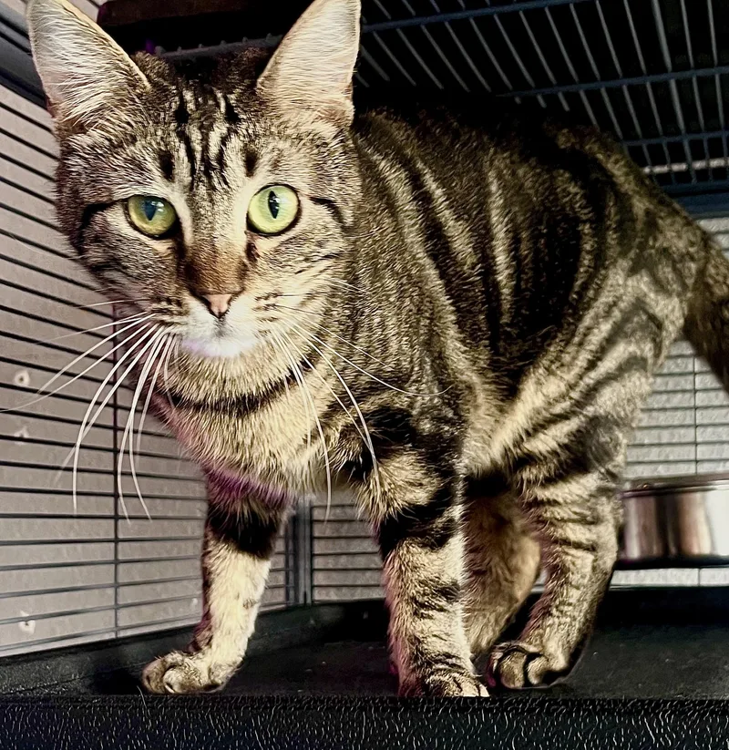 A young medium-sized female Tabby (Brown / Chocolate) Domestic Short Hair cat named Mocha for adoption in Liverpool, TX