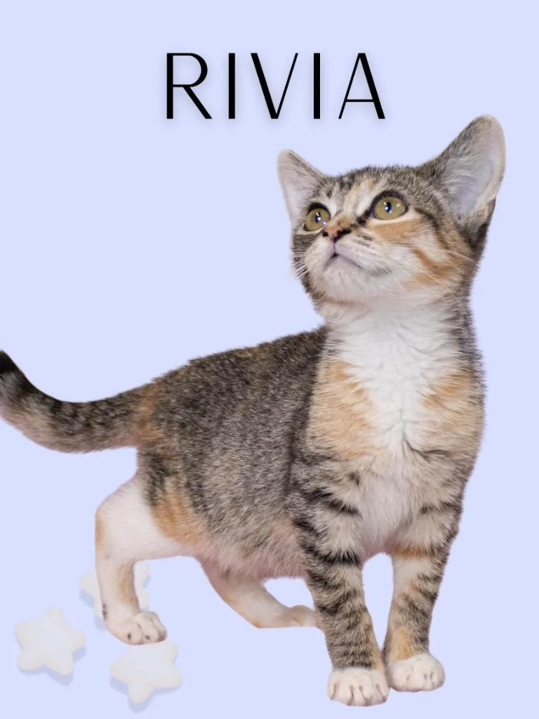A baby medium-sized female Tabby (Buff / Tan / Fawn) Tabby cat named Rivia for adoption in Mira Loma, CA