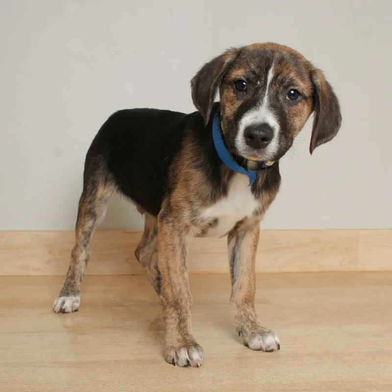 A baby medium-sized male Brindle Australian Shepherd dog named Nutter Butter D for adoption in Minnetonka, MN