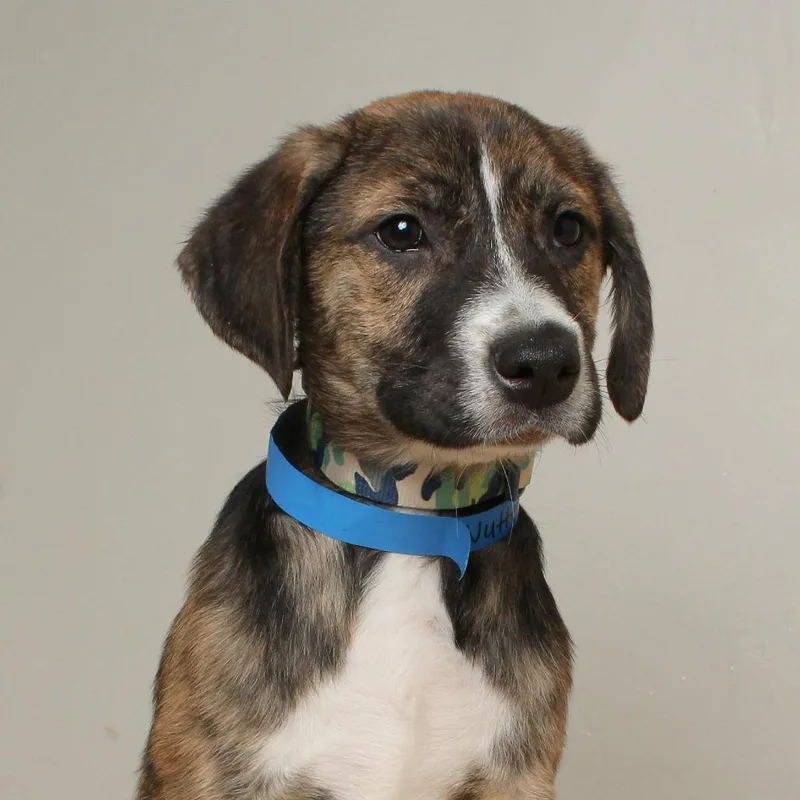 Nutter Butter D thumbnail 3