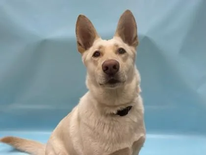 An adult large-sized female German Shepherd Dog dog named Hope for adoption in Coon Rapids, MN