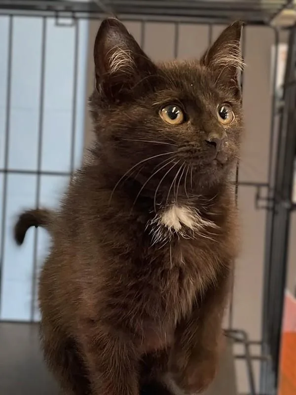 A baby small-sized female Domestic Short Hair cat named Solitaire for adoption in Roanoke, VA