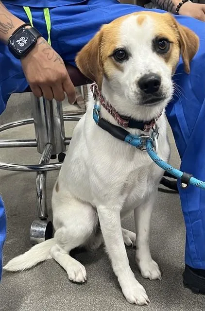 A young small-sized male Beagle dog named Sleider for adoption in Upper Marlboro, MD