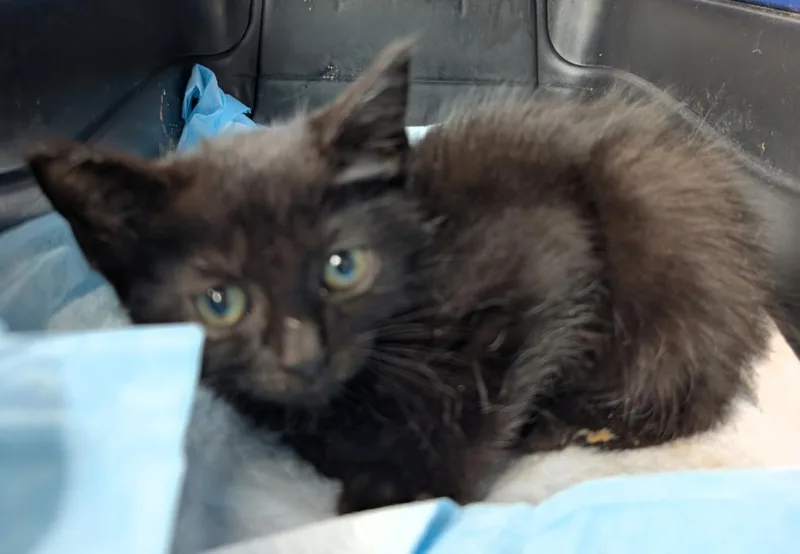 A baby medium-sized female Domestic Short Hair cat named Pepper for adoption in Toledo, OH
