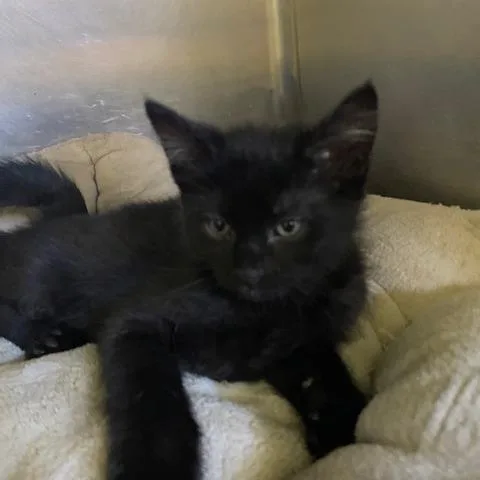 A baby small-sized male Black Domestic Short Hair cat named Colin for adoption in Dayton, OH