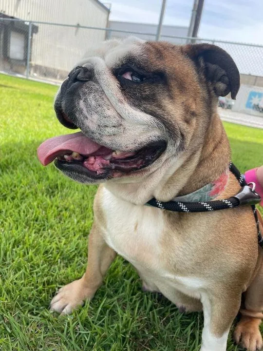 Myla