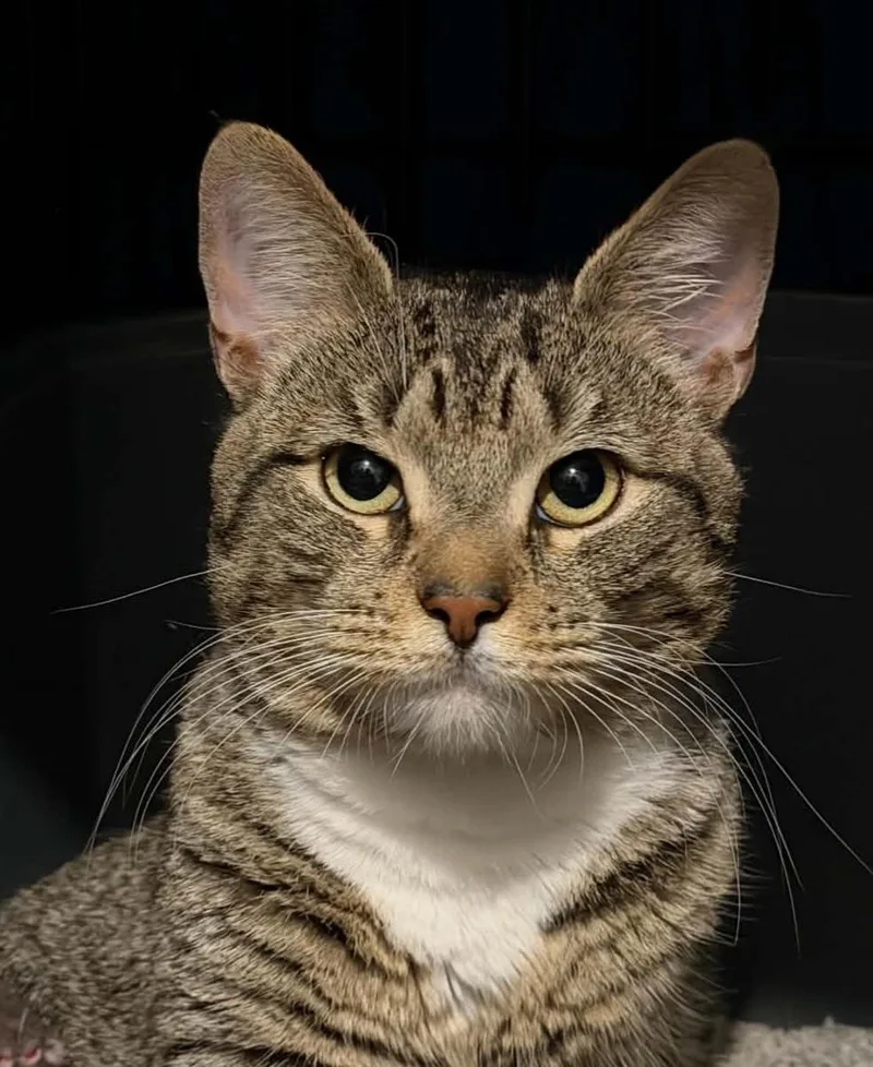 An adult medium-sized male Tabby (Brown / Chocolate) Domestic Short Hair cat named Mulligan for adoption in Manchester, MD