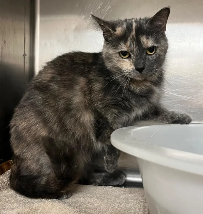 An adult small-sized female Domestic Short Hair cat named Cicada for adoption in Lima, OH