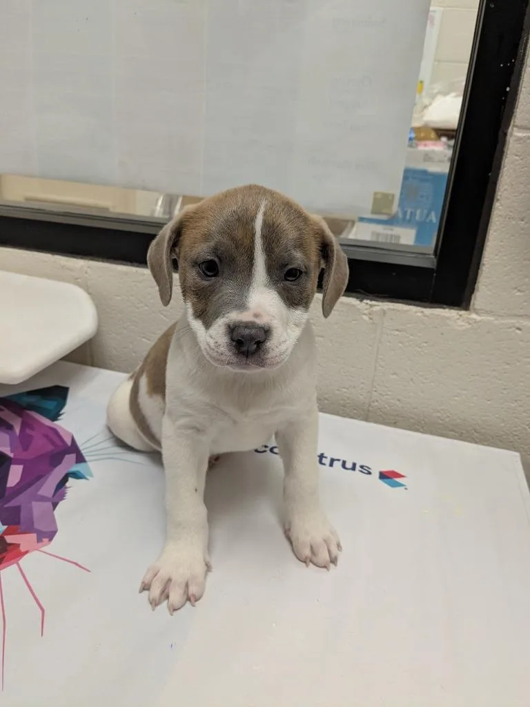 Nessa Rose thumbnail 2