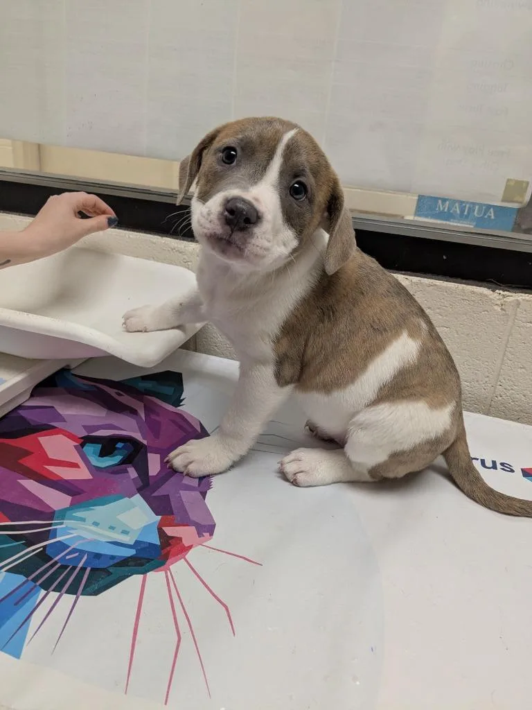 Nessa Rose thumbnail 3