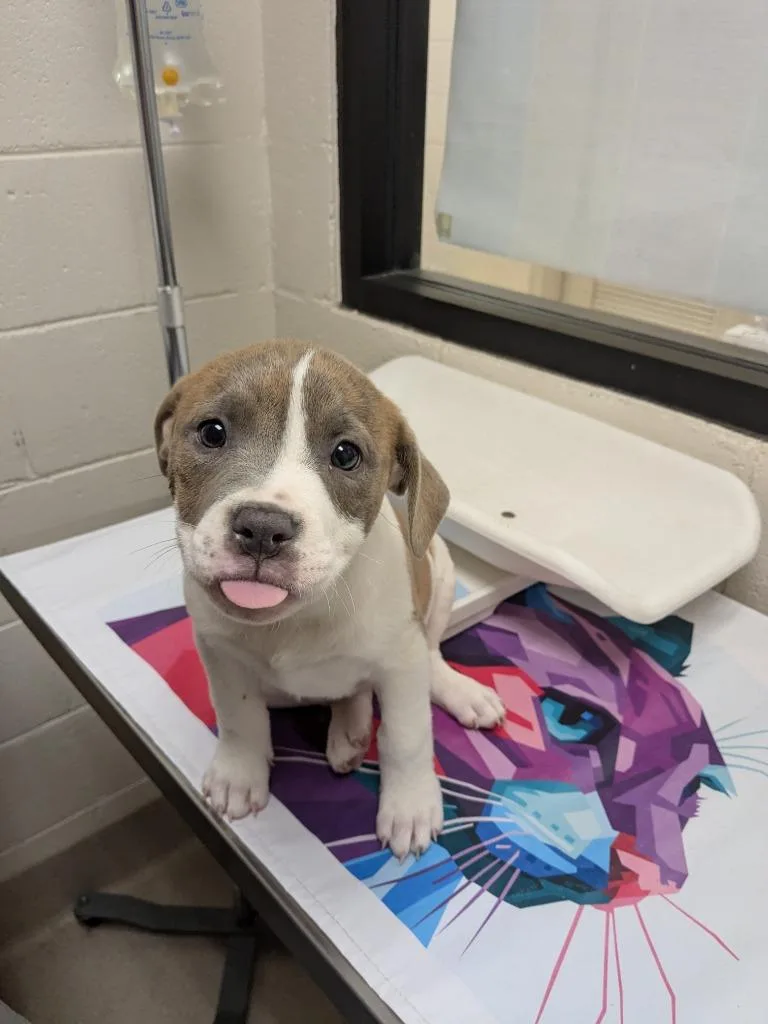 Nessa Rose thumbnail 4