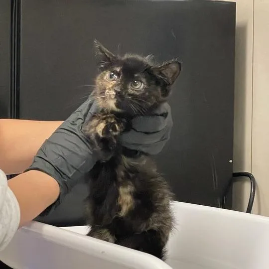 A baby small-sized female Black Domestic Short Hair cat named Shavi for adoption in Chicago, IL