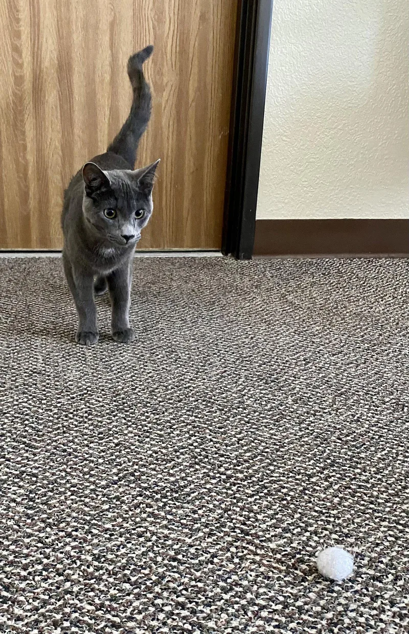 Peter Rabbit thumbnail 2