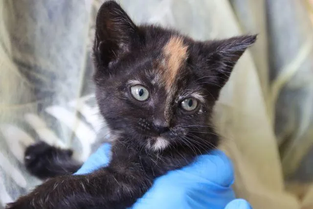 A baby small-sized female Domestic Short Hair cat named Uh Oh Spaghettio for adoption in Tucson, AZ