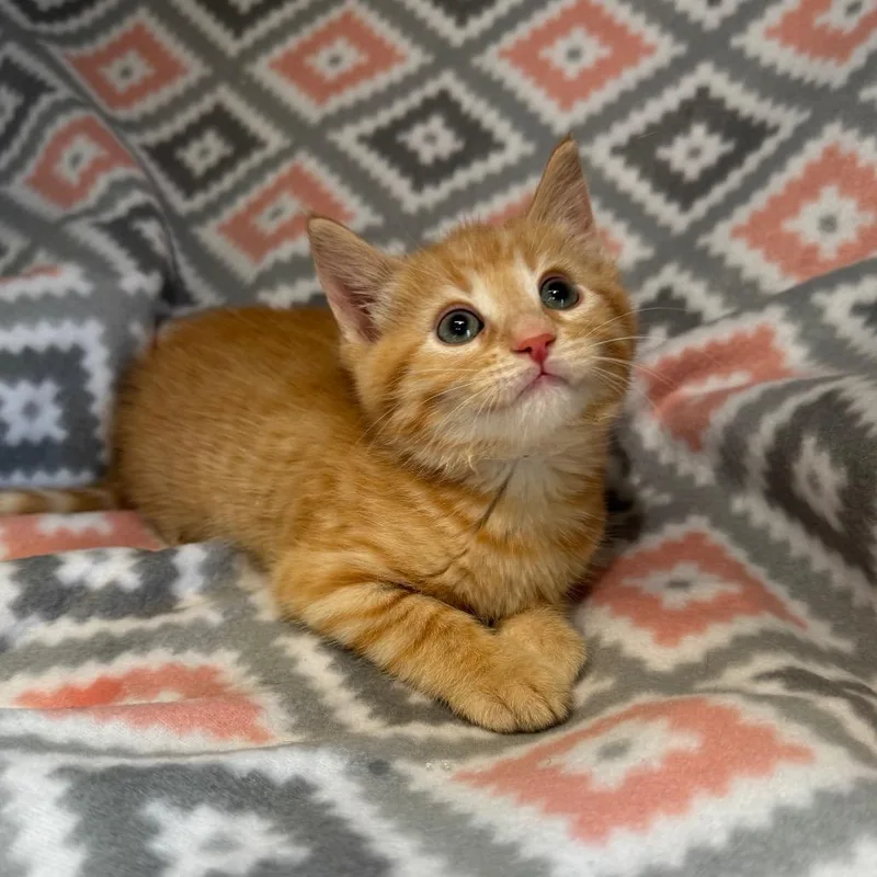 A baby small-sized male Orange / Red Domestic Medium Hair cat named Kernel for adoption in Mount Vernon, IL