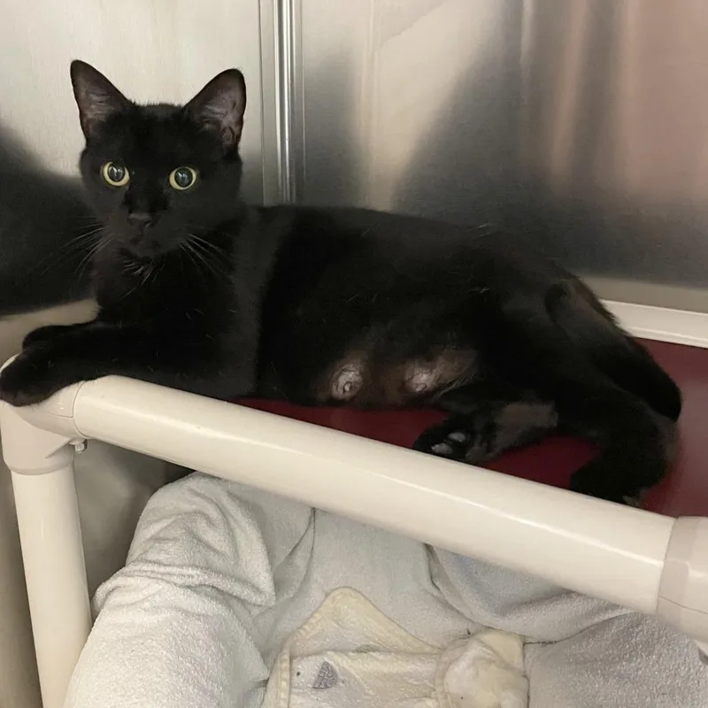 A senior medium-sized female Black Domestic Short Hair cat named Cicada for adoption in South Burlington, VT