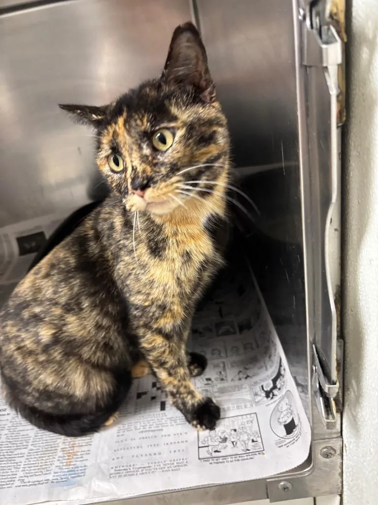 A young medium-sized female Domestic Short Hair cat named Aqua for adoption in Findlay, OH