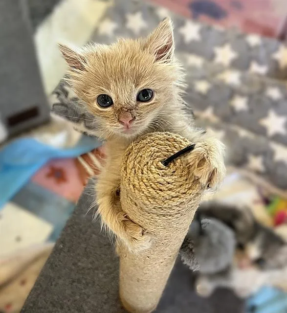 A baby small-sized male Domestic Short Hair cat named Chip for adoption in Sacramento, CA