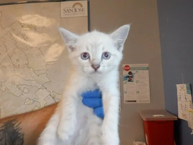 A baby small-sized female Domestic Short Hair cat named Pillow for adoption in San Jose, CA