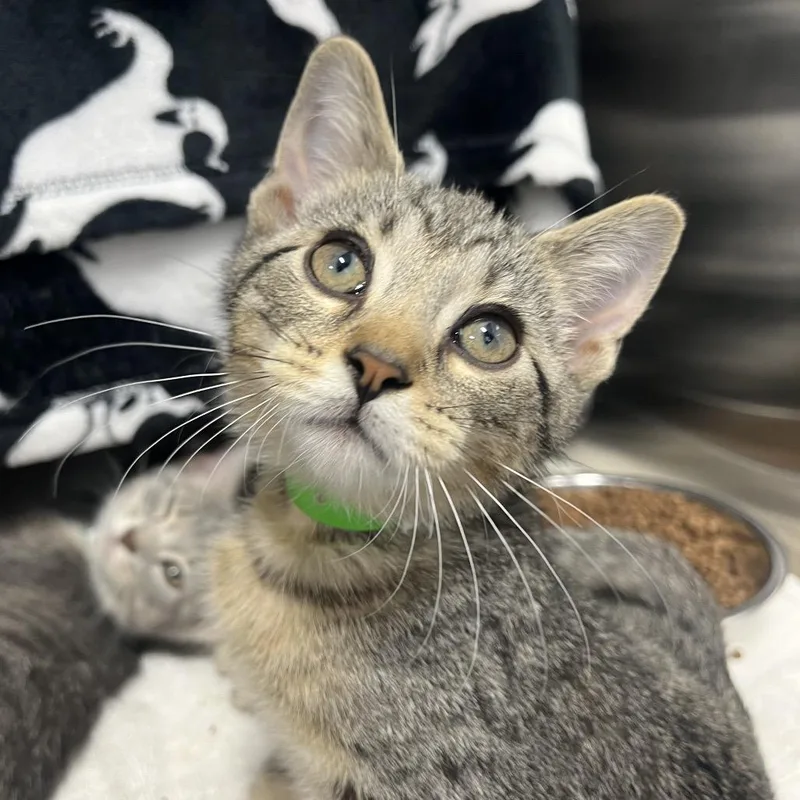 A baby small-sized female Brown / Chocolate Domestic Short Hair cat named Petunia Pig for adoption in Fort Wayne, IN