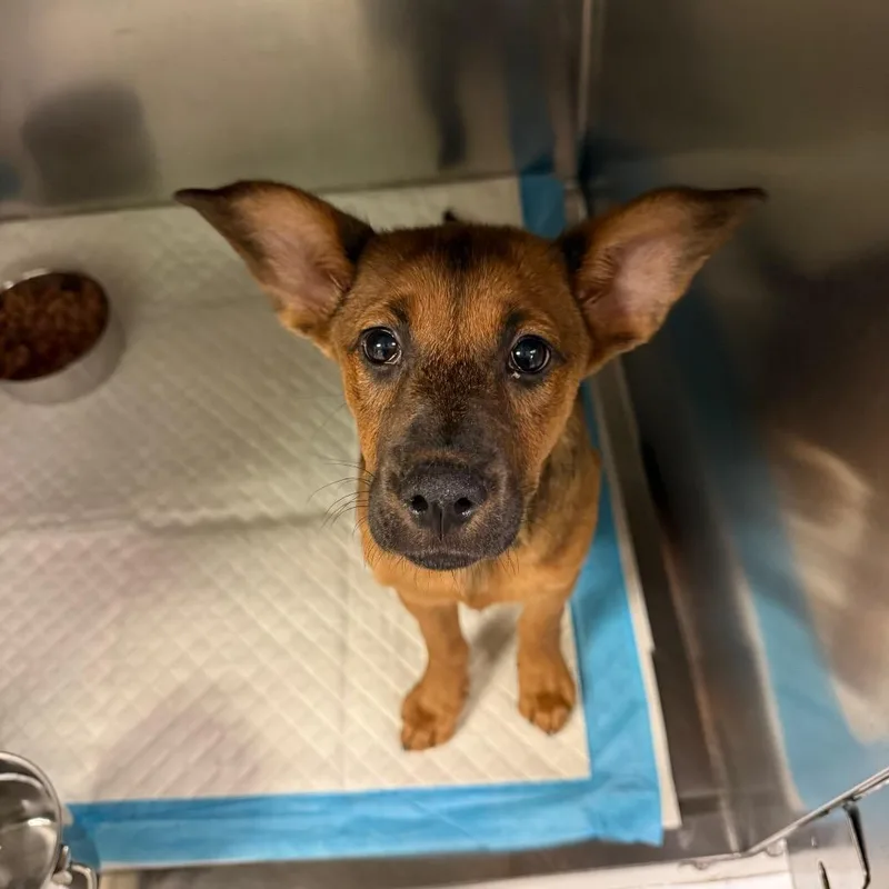 A baby small-sized female Yellow / Tan / Blond / Fawn Mixed Breed dog named Coco for adoption in Charleston, WV