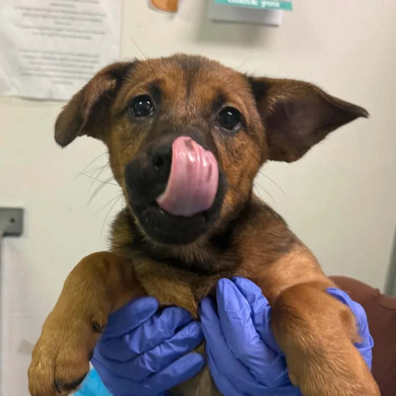 Coco thumbnail 2