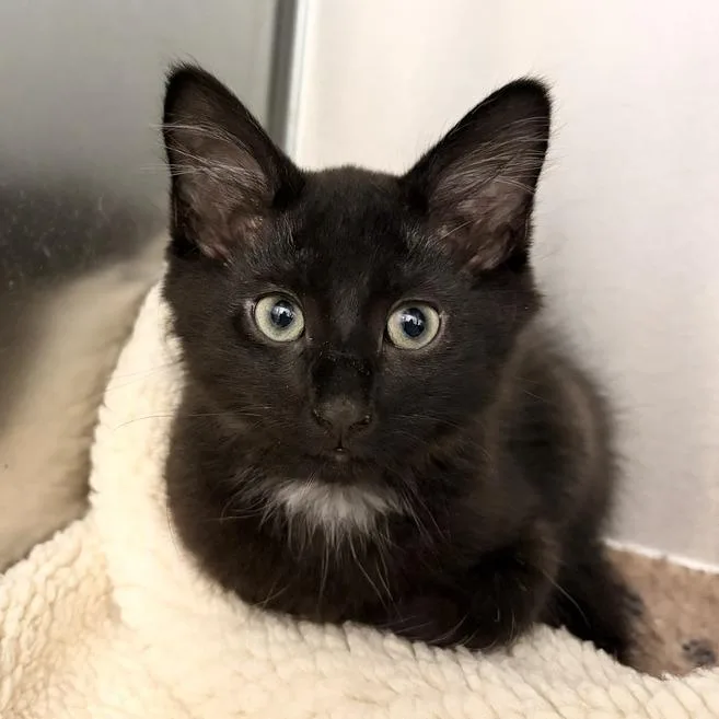 A baby small-sized male Black Domestic Medium Hair cat named Cowboy for adoption in Marshall, VA