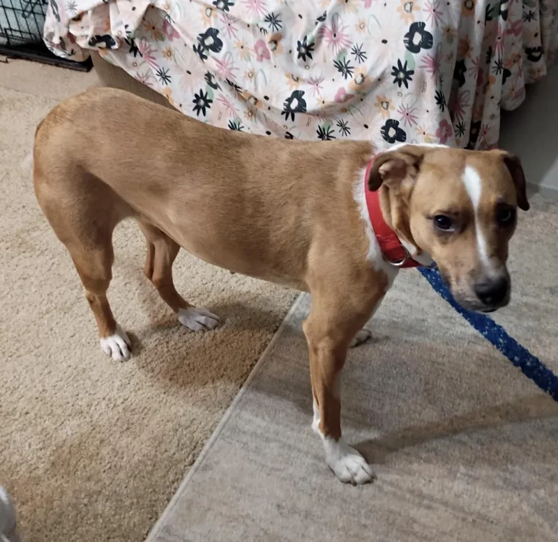 An adult large-sized female Apricot / Beige Mixed Breed dog named Shaylee for adoption in Maineville, OH