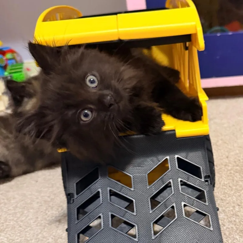 A baby small-sized male Black Domestic Short Hair cat named Versace for adoption in La Grange, KY