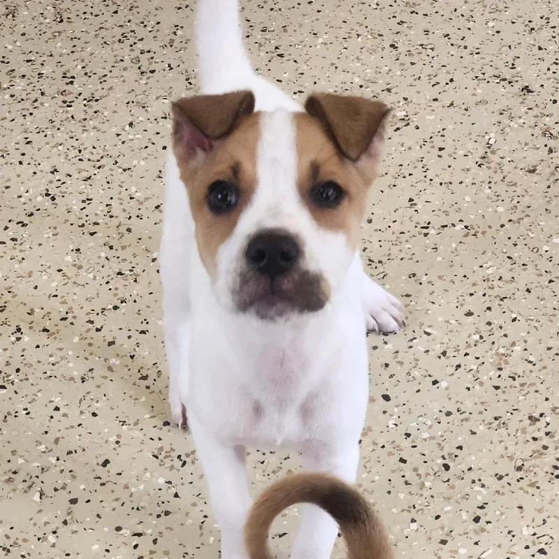 A baby medium-sized male Mixed Breed dog named Eerie for adoption in Fenton, MI