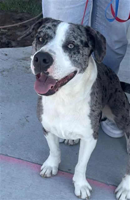 A young large-sized male Mixed Breed dog named Lee for adoption in Dallas, TX