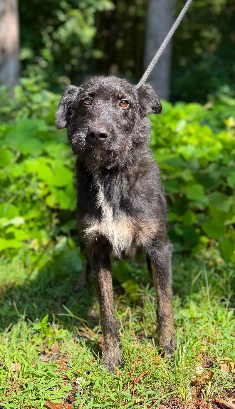 An adult large-sized female Schnauzer dog named Mary for adoption in Clarkesville, GA
